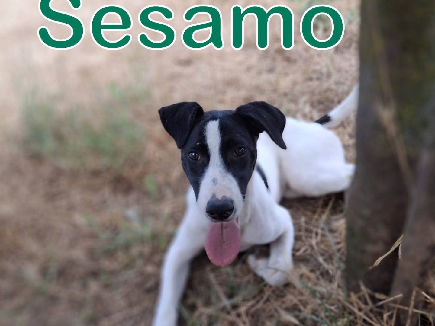Adotta un cane, maschio, 5 mesi, Crotone