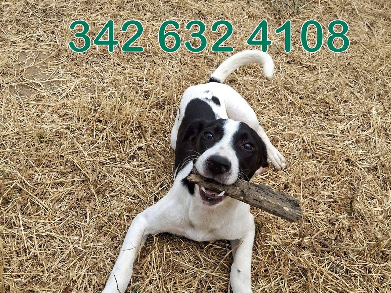 Adozione cane, maschio, Razza sconosciuta Razza sconosciuta, 5 mesi, taglia media, Crotone