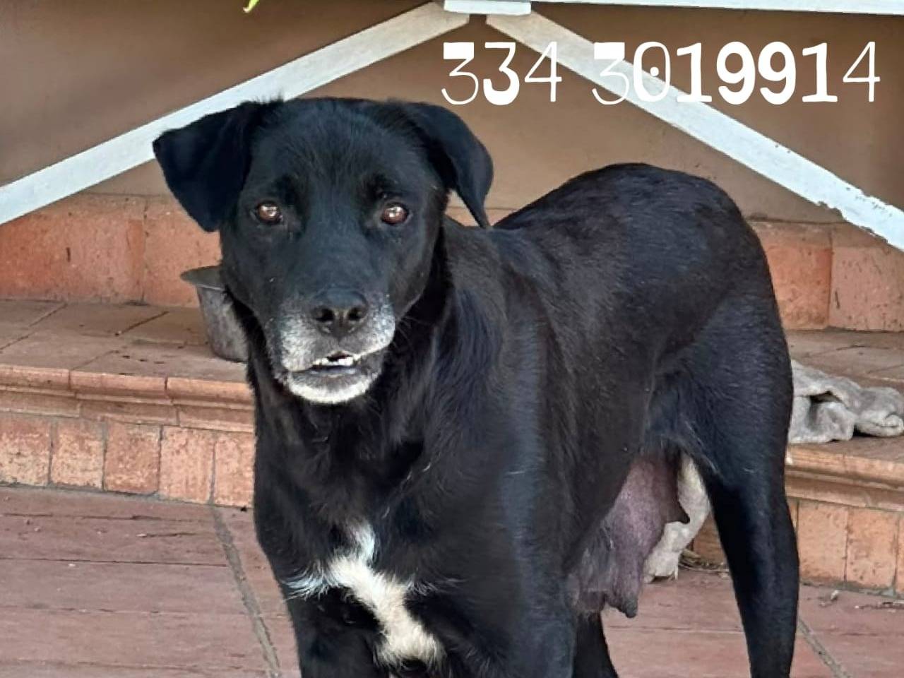 Adotta un cane, femmina, 7 anni e 7 mesi, Crotone