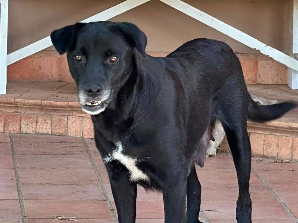 Adozione cane, femmina, Razza sconosciuta Razza sconosciuta, 7 anni e 7 mesi, taglia media, Crotone