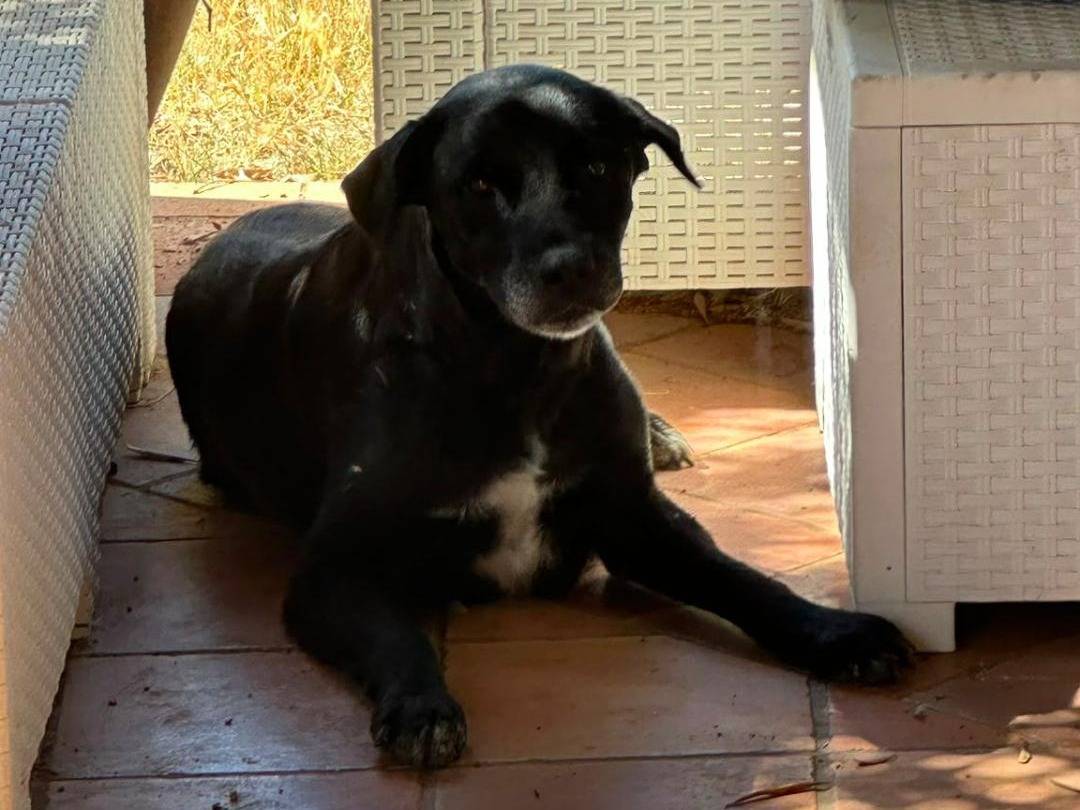 Adotta un cane, taglia media, femmina, Crotone