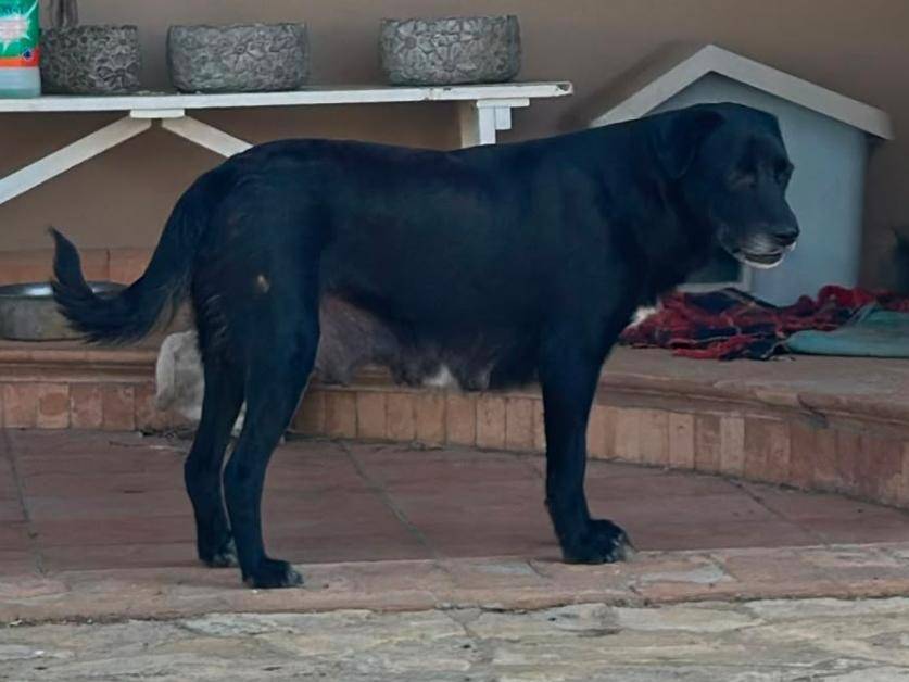 Vuoi adottare un cane a Crotone?