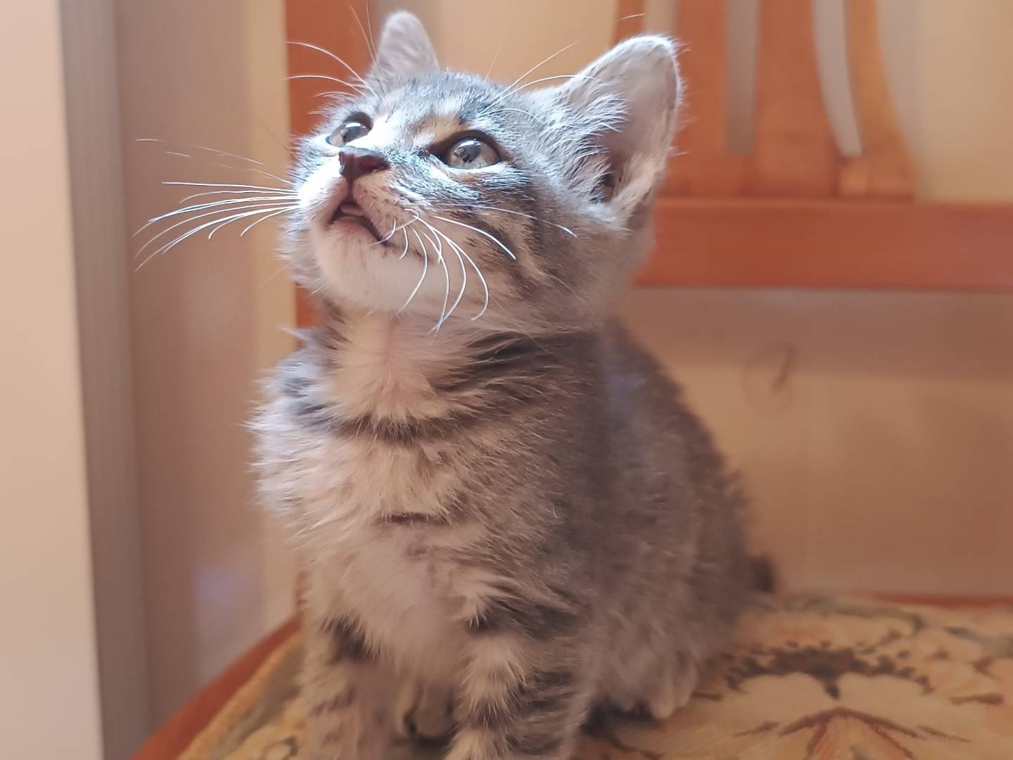 Vuoi adottare un gatto a Genova?