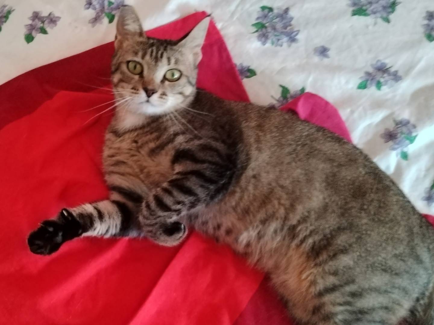 Adotta un gatto, femmina, 1 anno e 2 mesi, Milano