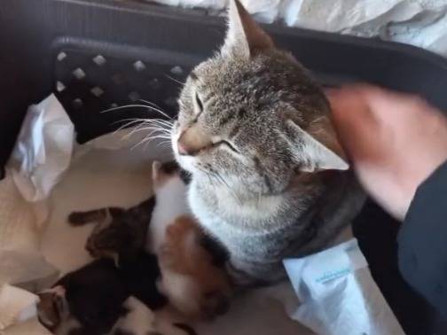 Adotta un gatto, taglia non valida, femmina, Milano