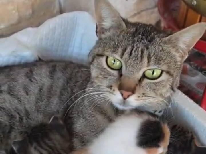 Vuoi adottare un gatto a Milano?