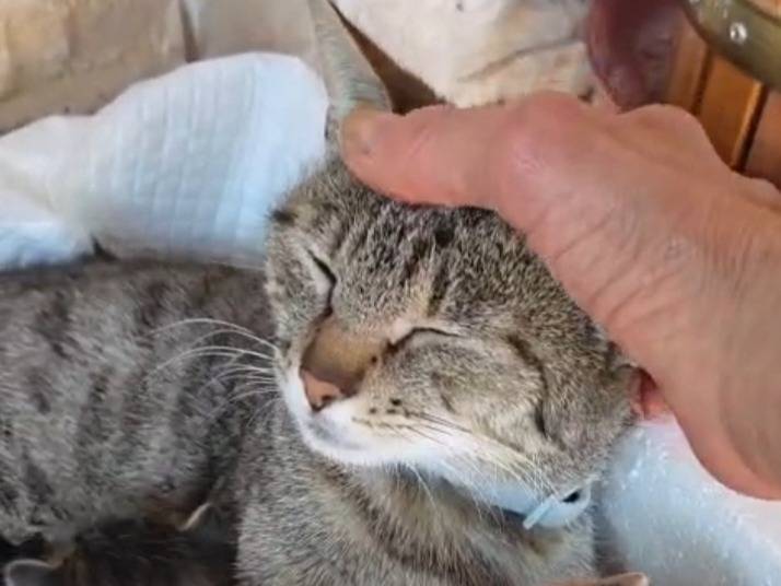 Adotta il gatto Tiffany  a Milano