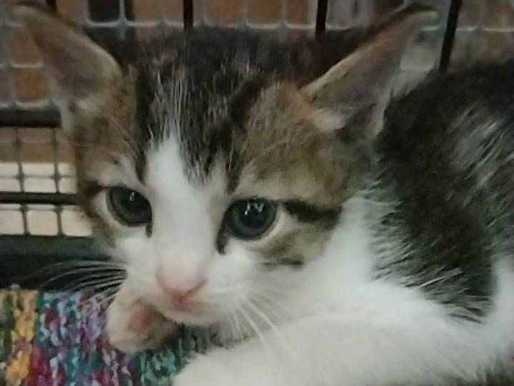 Adotta un gatto, taglia non valida, maschio, Genova