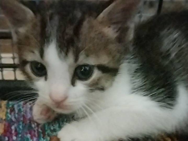 Vuoi adottare un gatto a Genova?