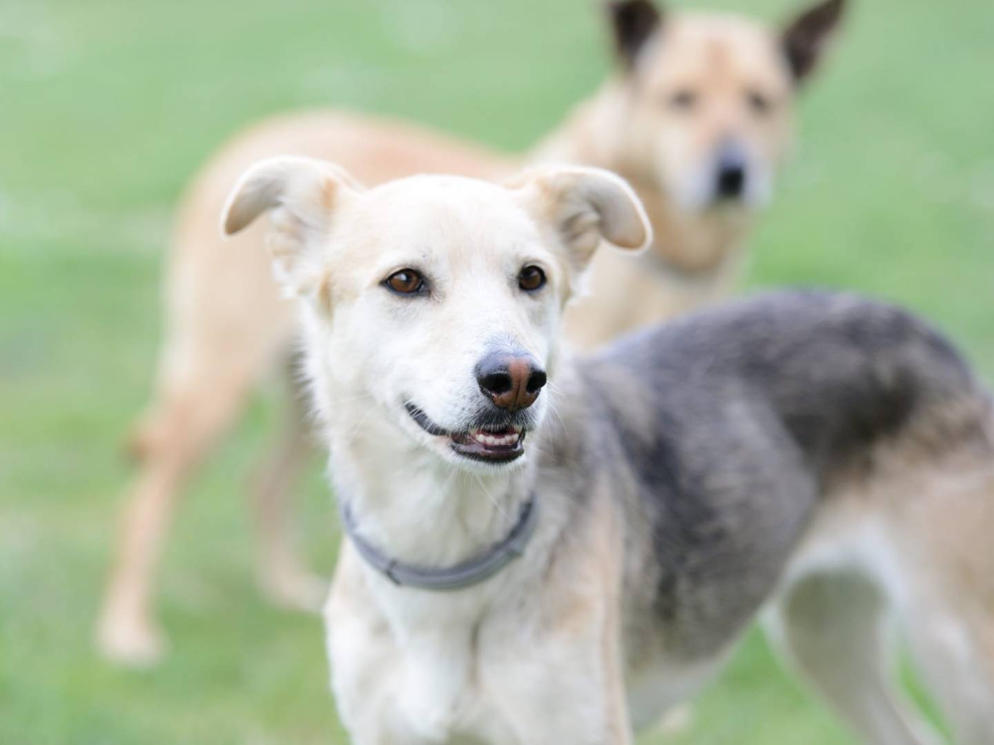 Adotta un cane, femmina, 5 anni e 6 mesi, Roma