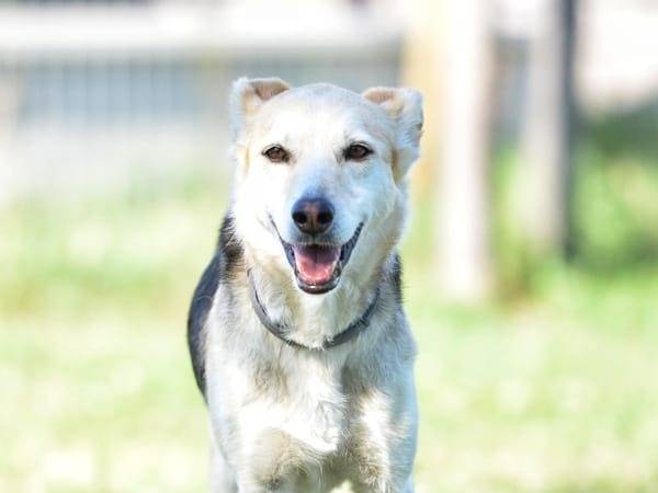 Adozione cane, femmina, Razza sconosciuta Razza sconosciuta, 5 anni e 6 mesi, taglia media, Roma