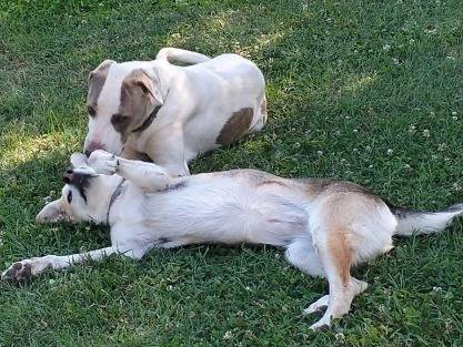 Adotta un cane, taglia media, femmina, Roma