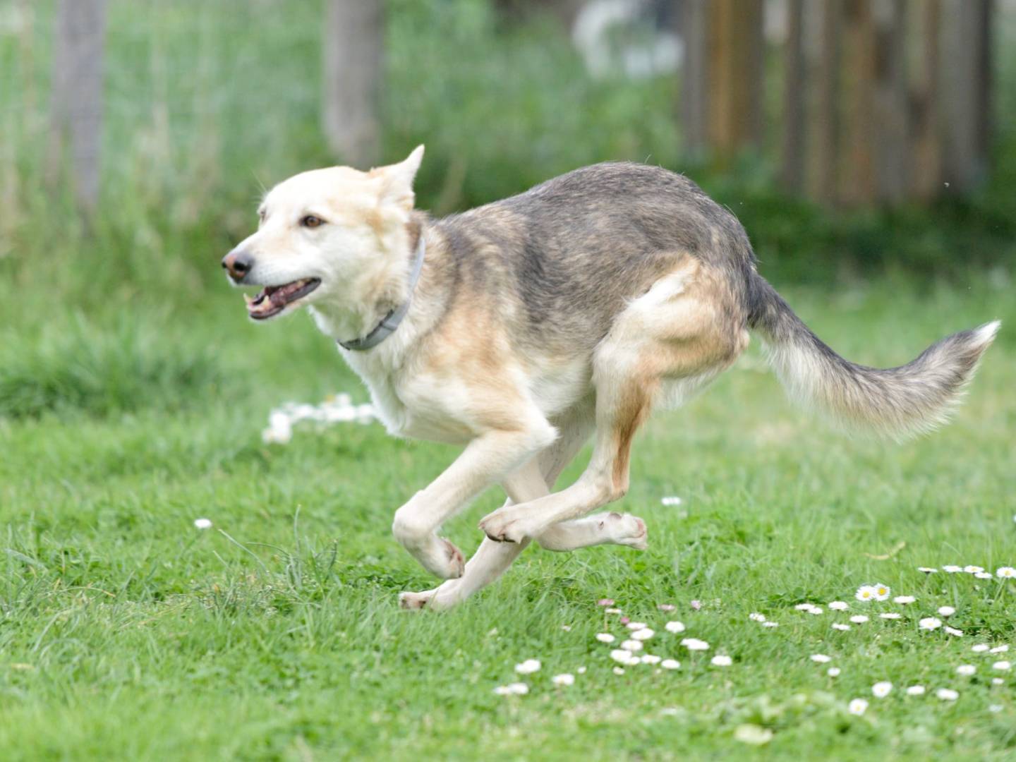 Vuoi adottare un cane a Roma?