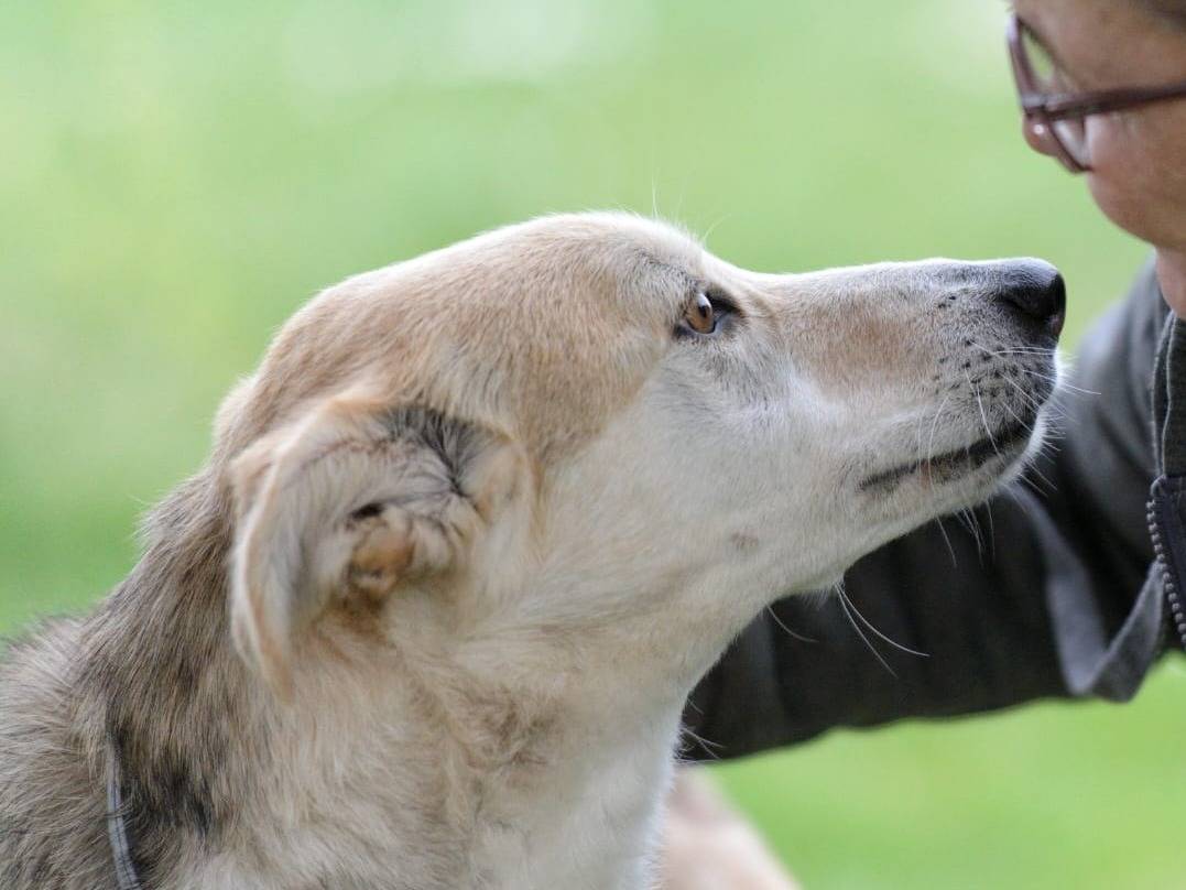 Adotta il cane Callas a Roma