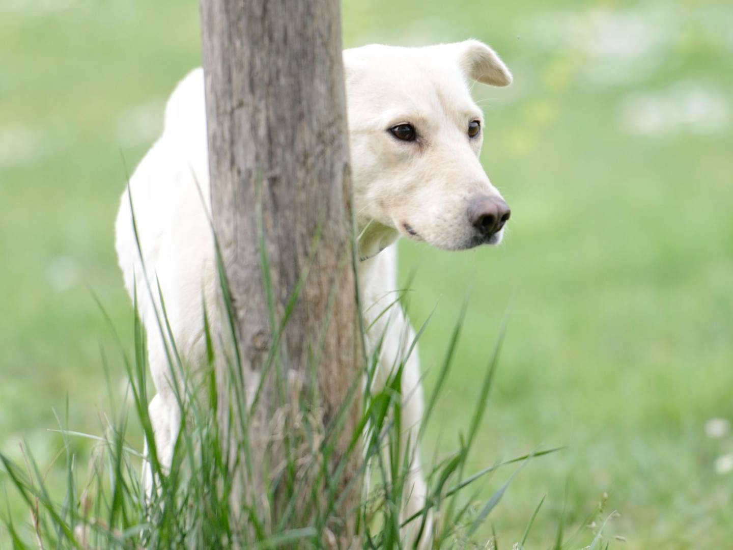 Adotta un cane, femmina, 3 anni e 4 mesi, Roma