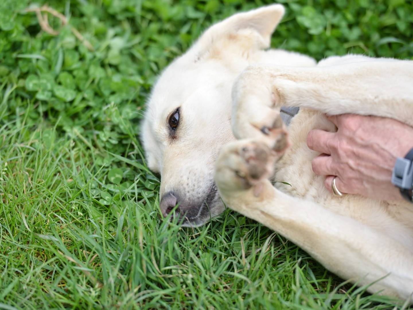 Adotta un cane, taglia media, femmina, Roma