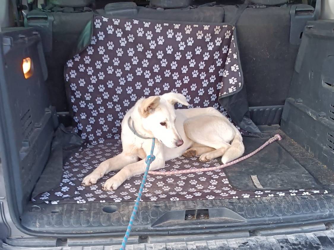 Vuoi adottare un cane a Roma?