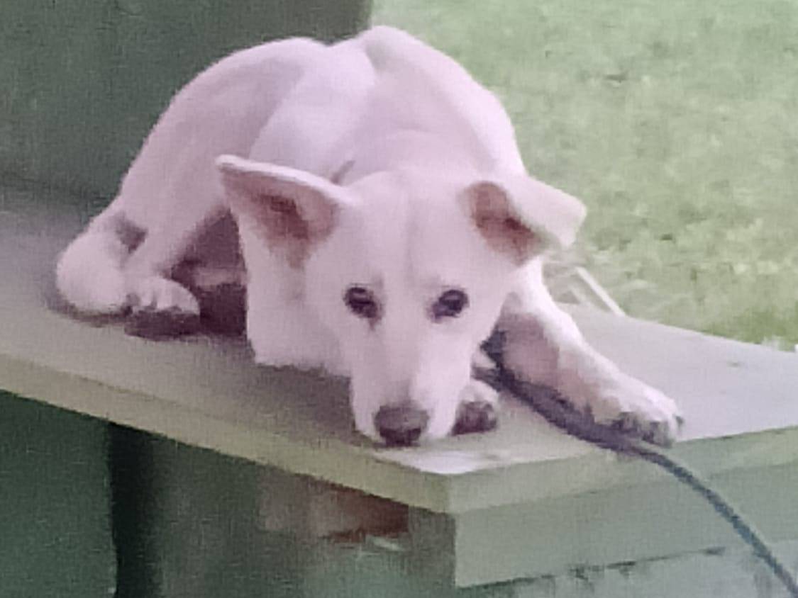 Adozione cane, femmina, Razza sconosciuta Razza sconosciuta, 3 anni e 4 mesi, taglia media, Roma