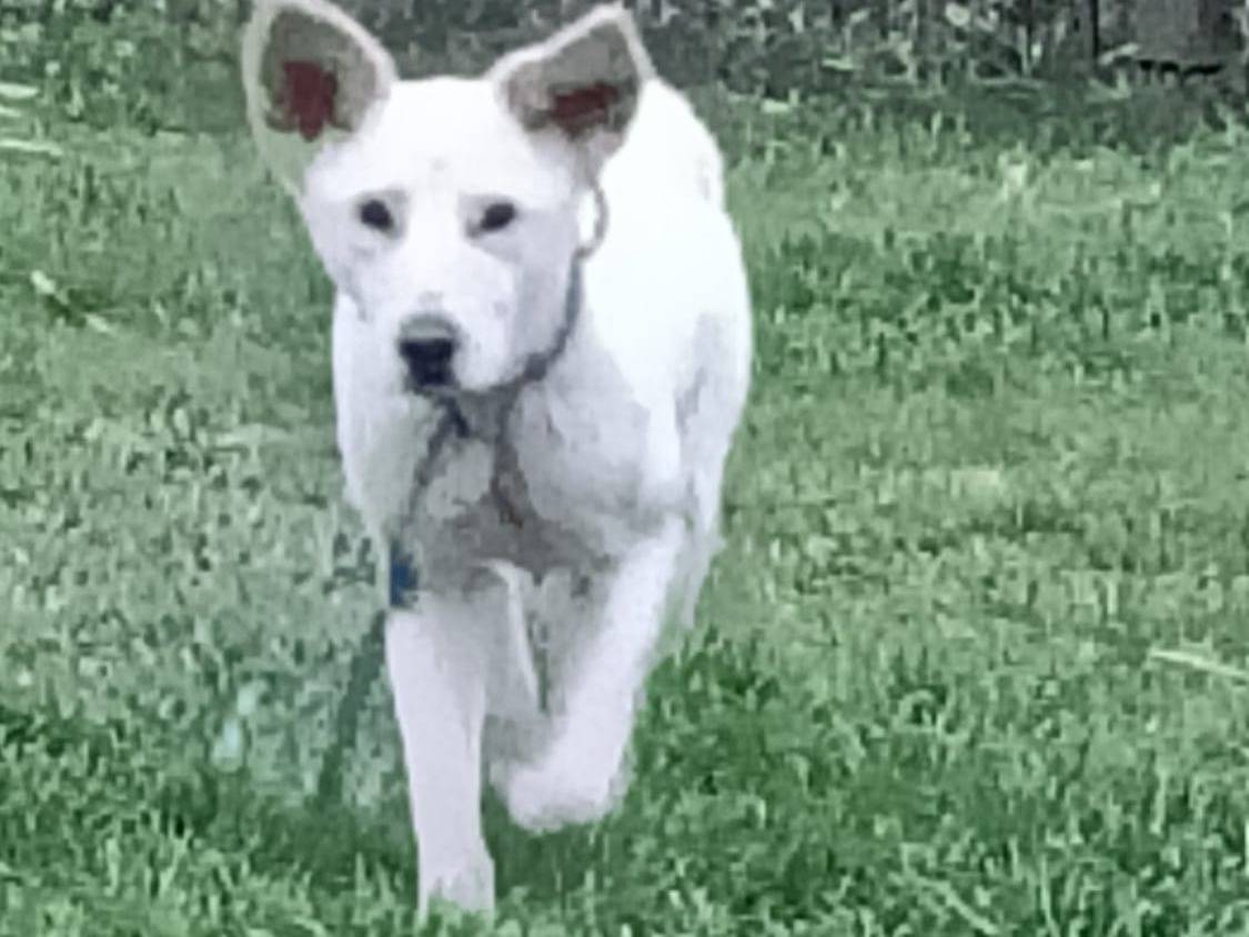 Adotta il cane Nike a Roma