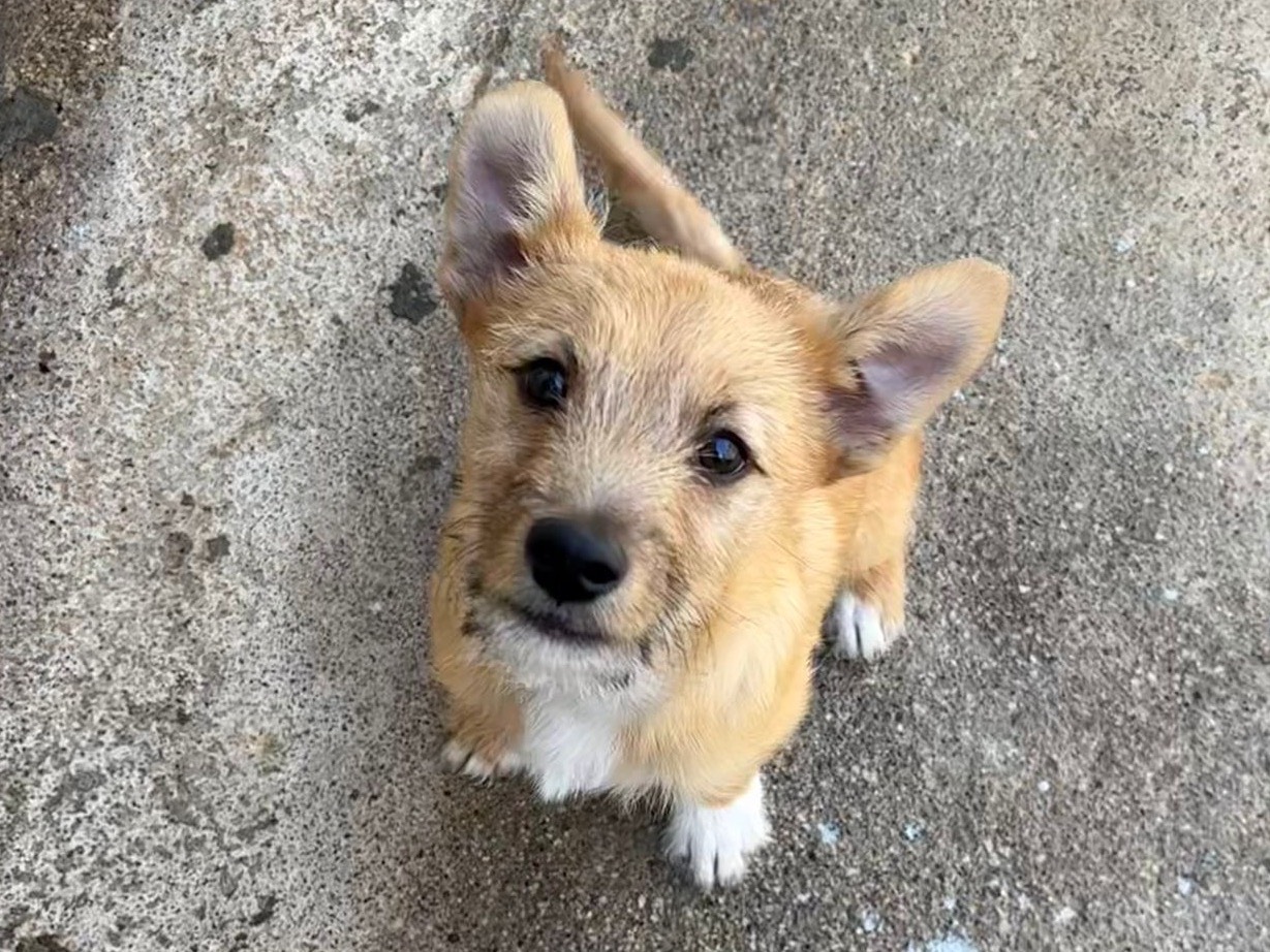 Adozione cane, maschio, Razza sconosciuta Razza sconosciuta, 3 mesi, taglia piccola, Benevento