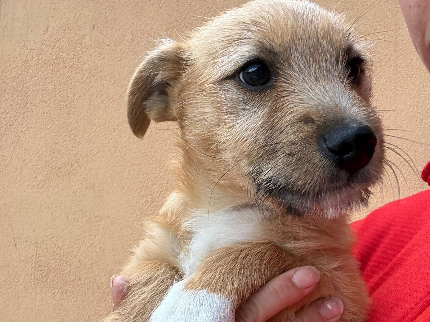 Adotta un cane, maschio, 3 mesi, Benevento