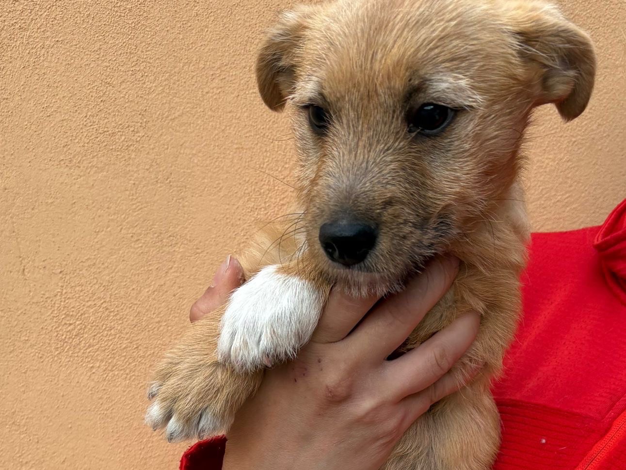 Adotta un cane, taglia piccola, maschio, Benevento
