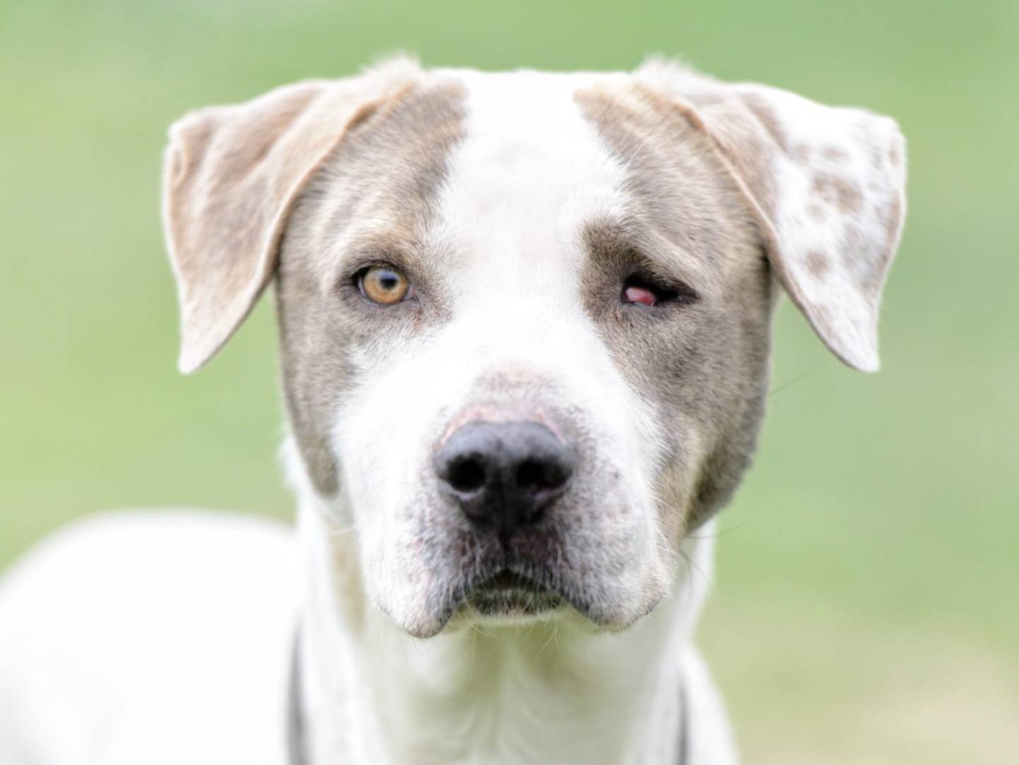 Adozione cane, maschio, Razza sconosciuta Razza sconosciuta, 2 anni e 6 mesi, taglia grande, Roma
