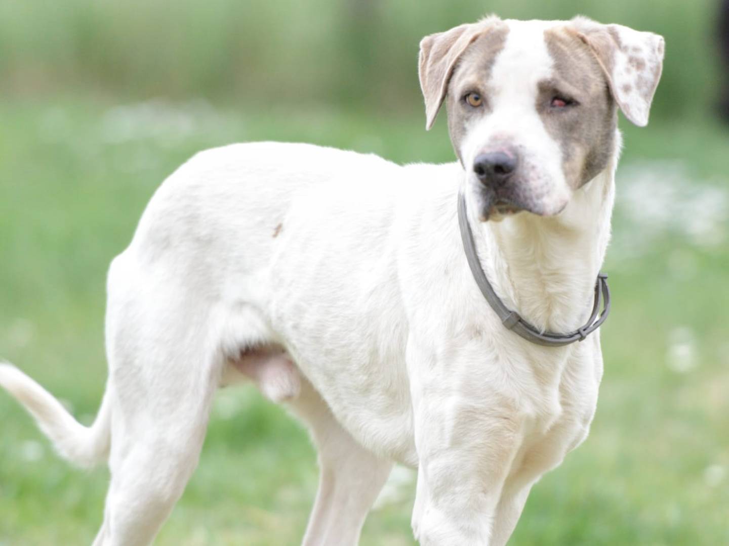 Adotta un cane, maschio, 2 anni e 6 mesi, Roma