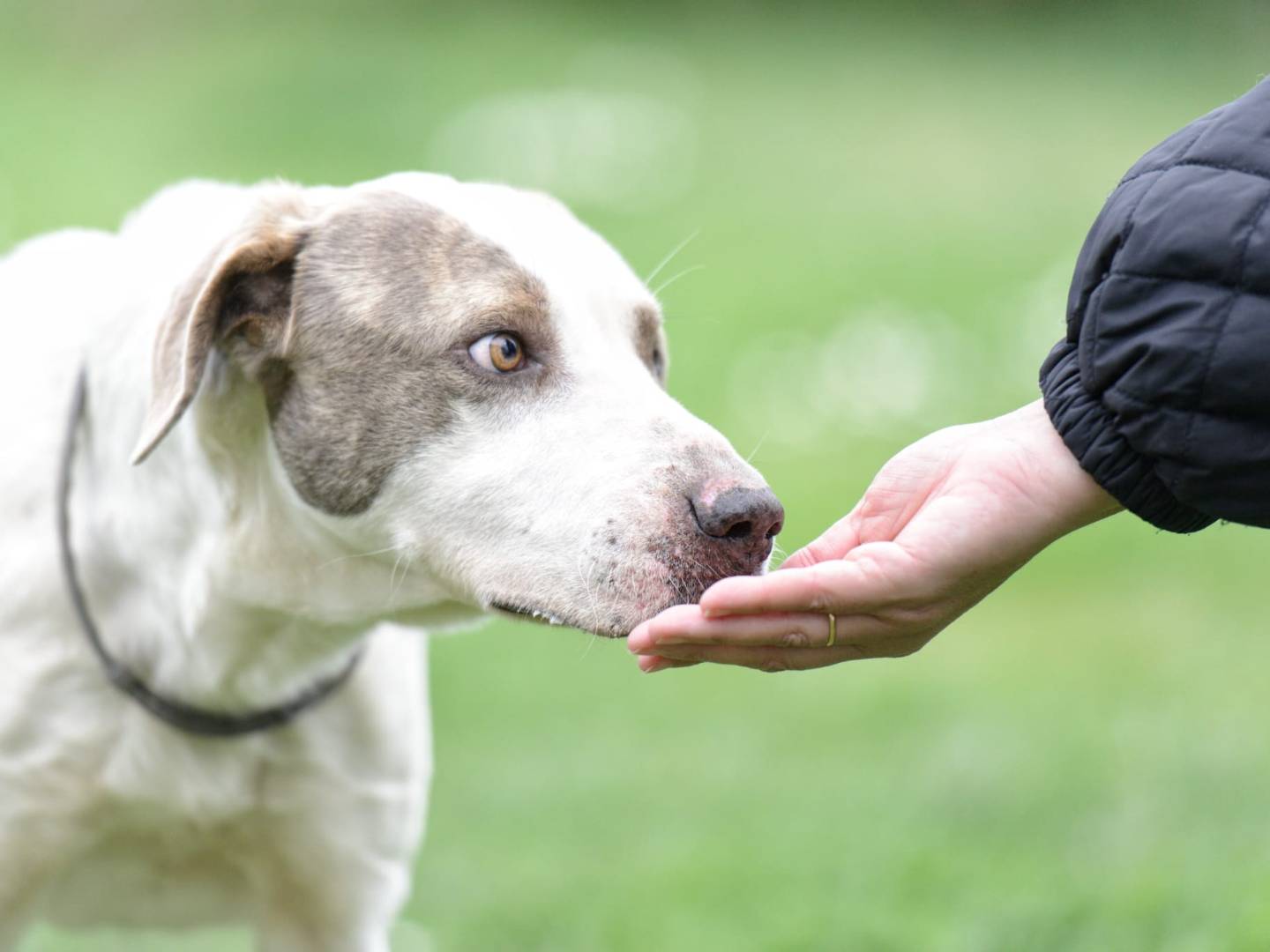 Adotta un cane, taglia grande, maschio, Roma