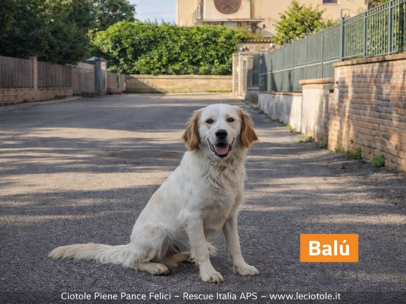 Adozione cane, maschio, Razza sconosciuta Razza sconosciuta, 2 anni e 1 mese, taglia media, Avellino