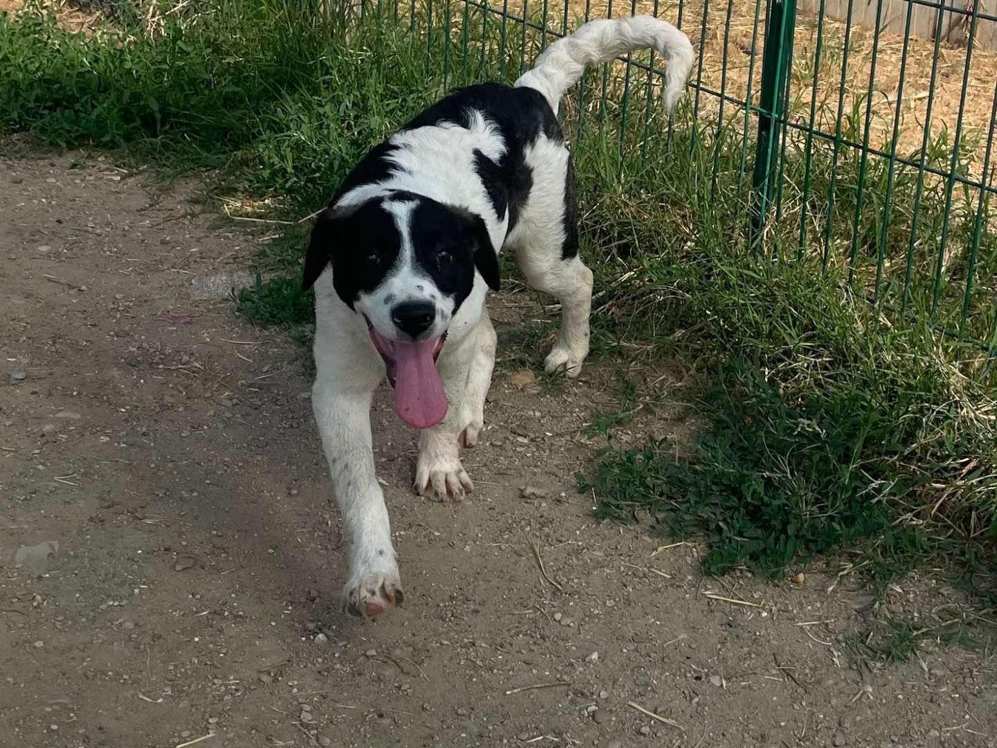 Adotta un cane, femmina, 4 mesi, Milano