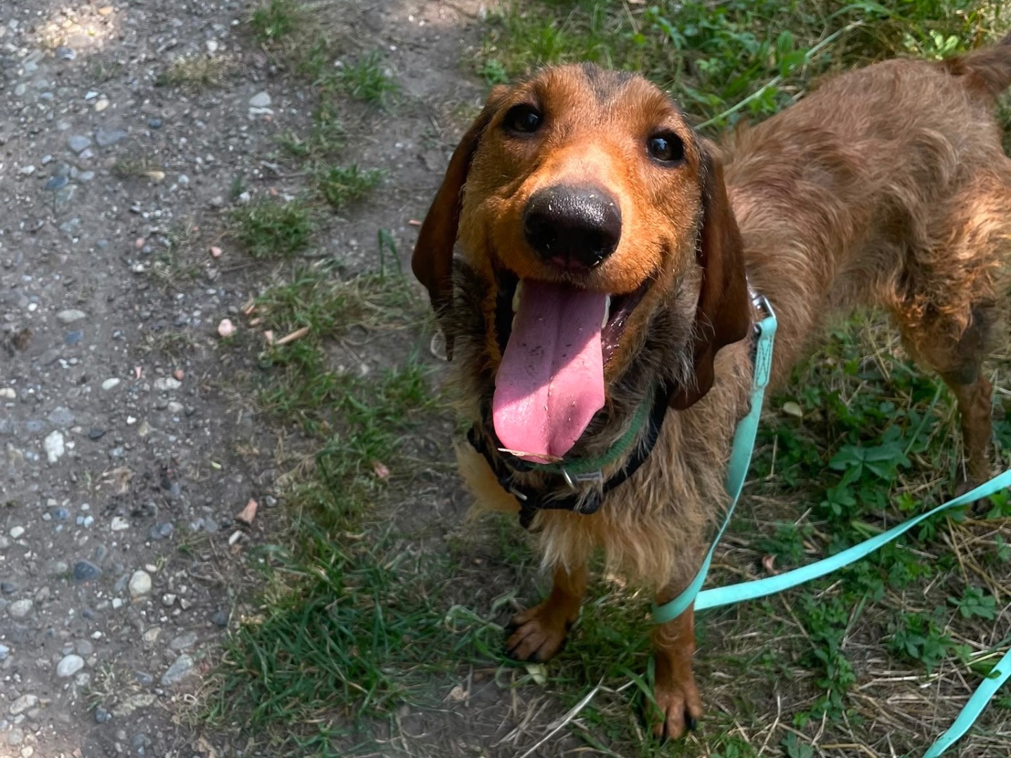 Adozione cane, femmina, Segugio Razza sconosciuta, 1 anno e 1 mese, taglia media, Milano