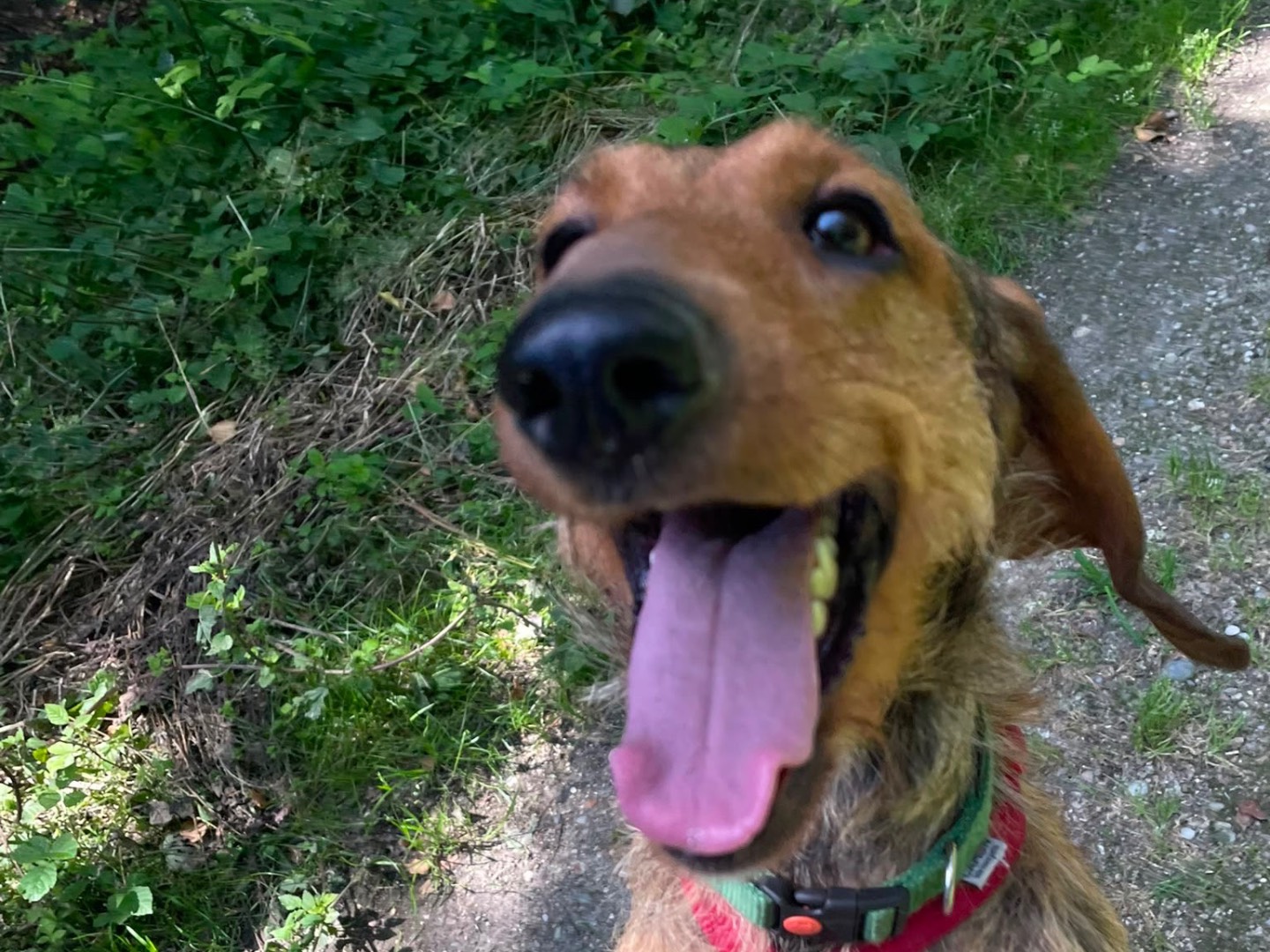 Vuoi adottare un cane a Milano?