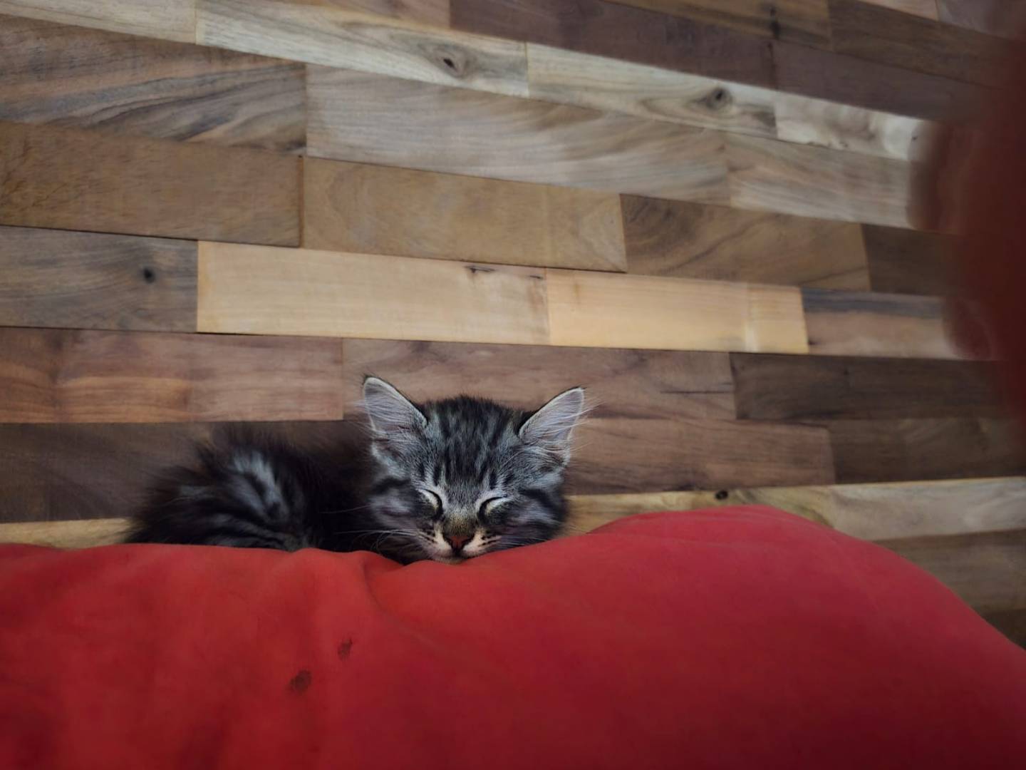 Adotta un gatto, maschio, 3 mesi, Ancona