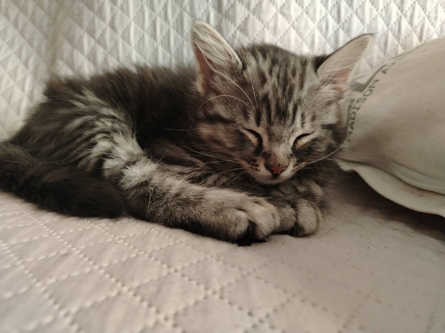 Adotta un gatto, taglia non valida, maschio, Ancona