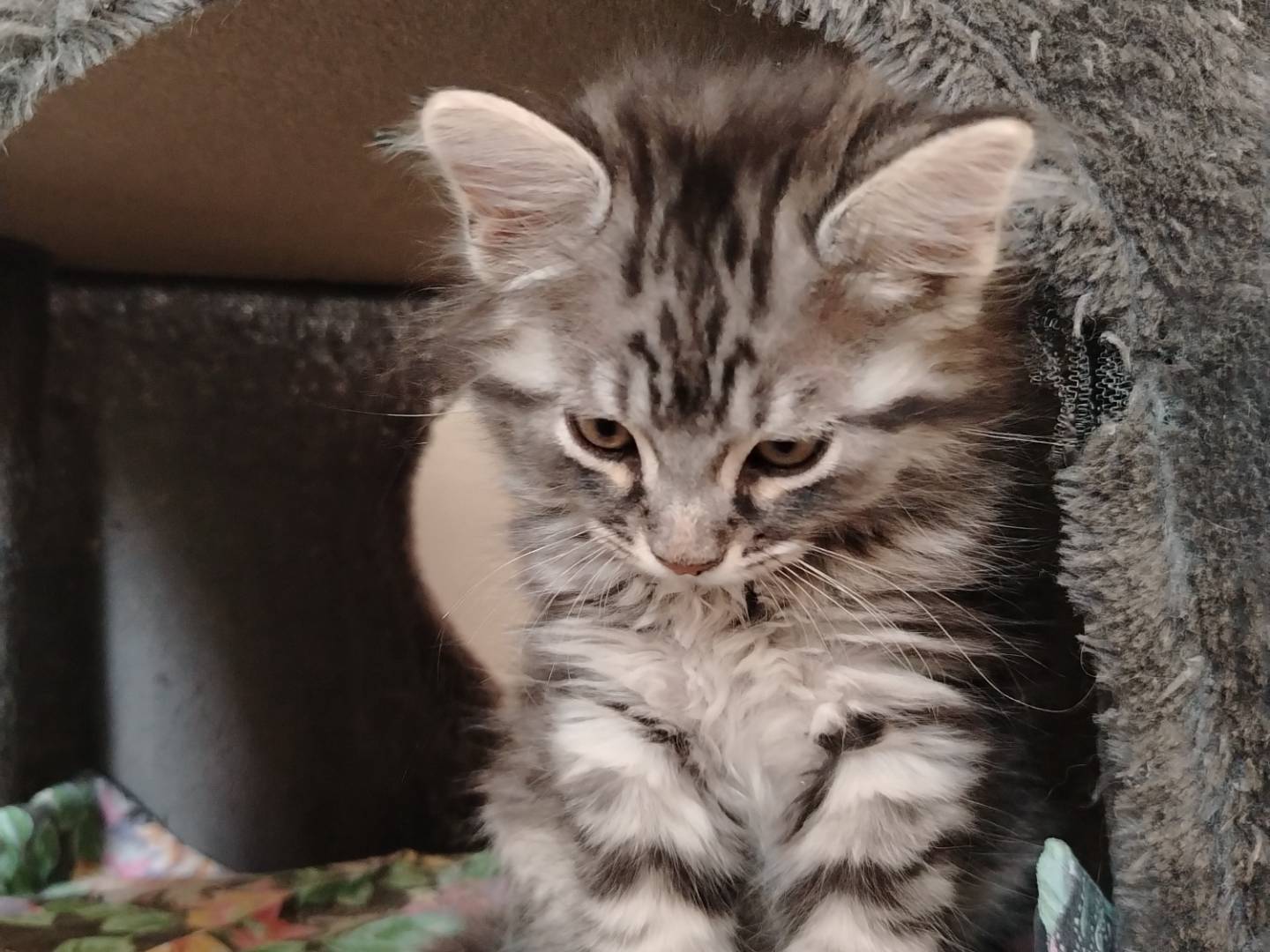 Adozione gatto, maschio, Razza sconosciuta Razza sconosciuta, 3 mesi, taglia non valida, Ancona