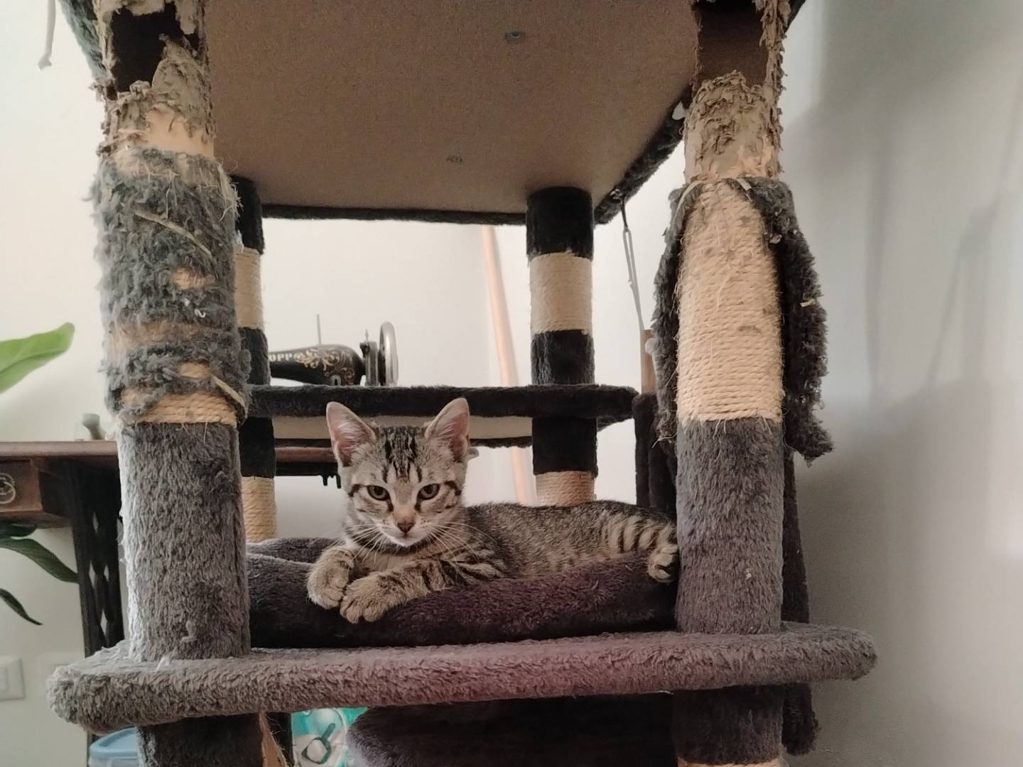 Adozione gatto, femmina, Razza sconosciuta Razza sconosciuta, 3 mesi, taglia non valida, Ancona
