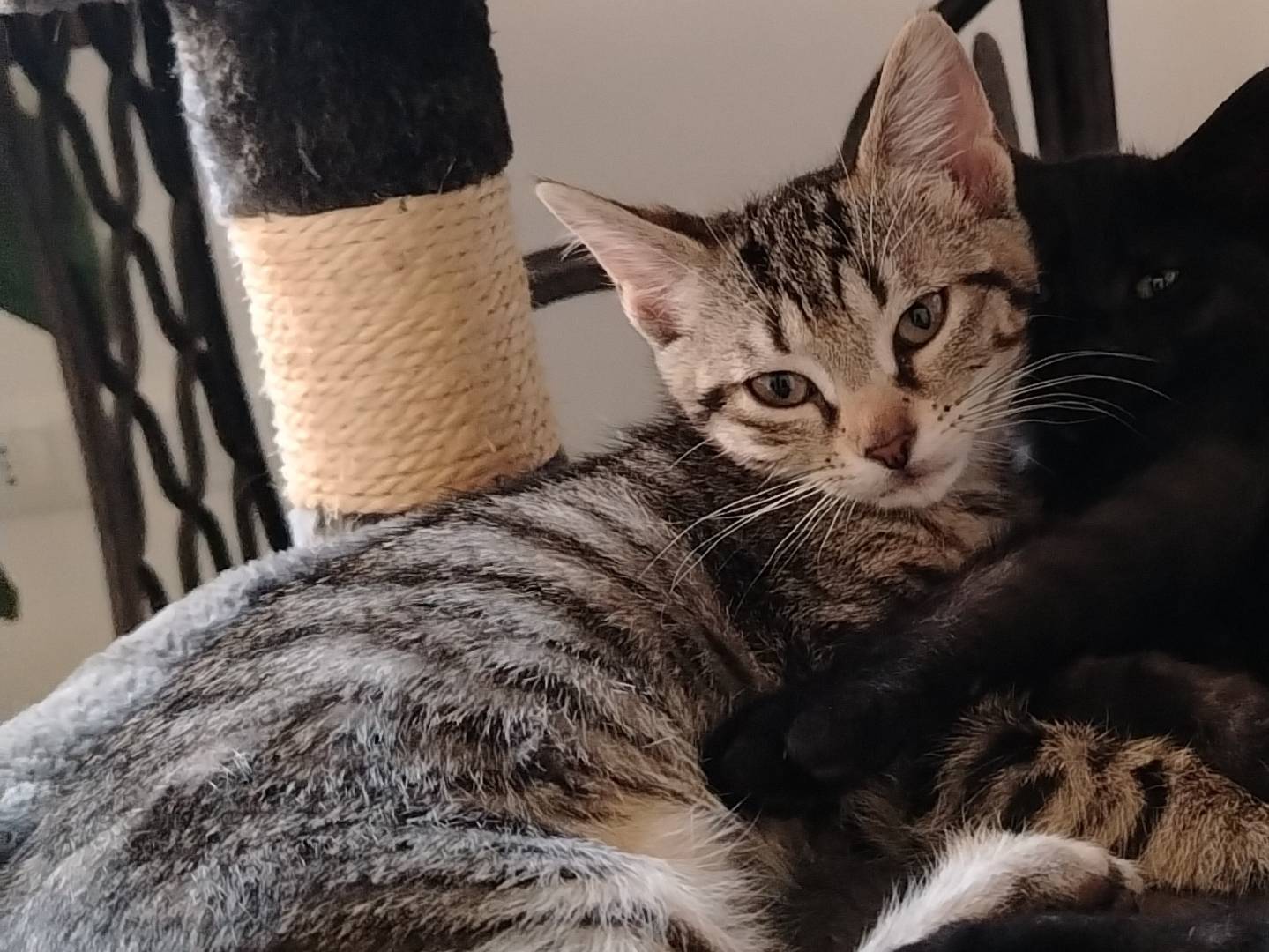 Adotta un gatto, femmina, 3 mesi, Ancona