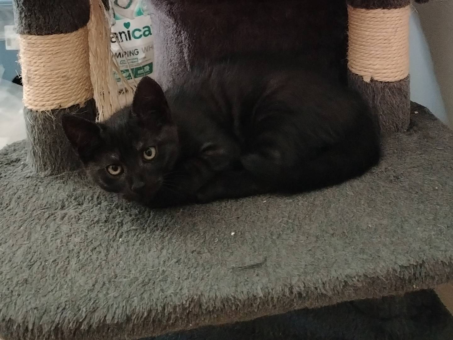 Adozione gatto, maschio, Razza sconosciuta Razza sconosciuta, 3 mesi, taglia non valida, Ancona