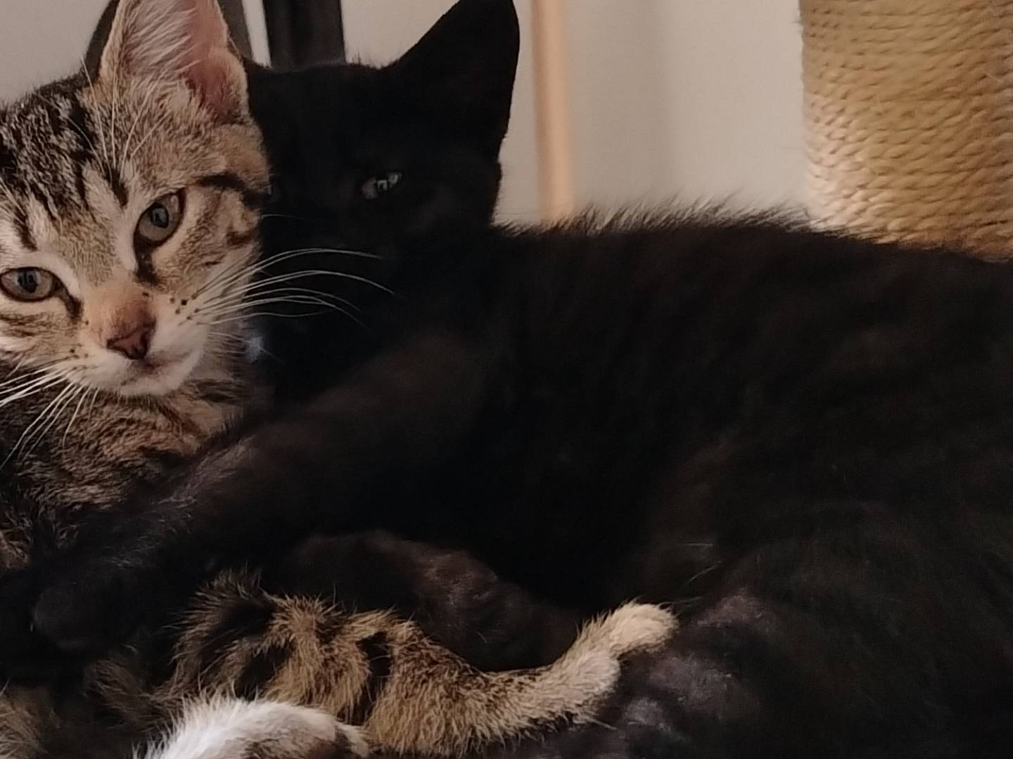 Adotta un gatto, maschio, 3 mesi, Ancona