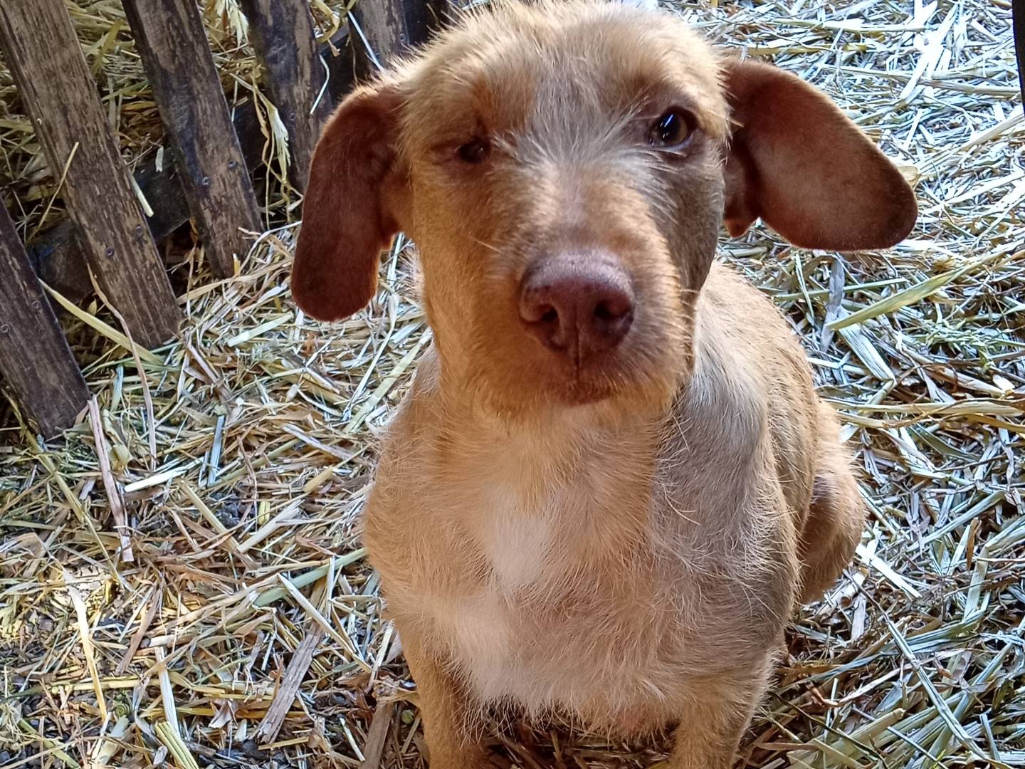 Adotta il cane MELODY  a La