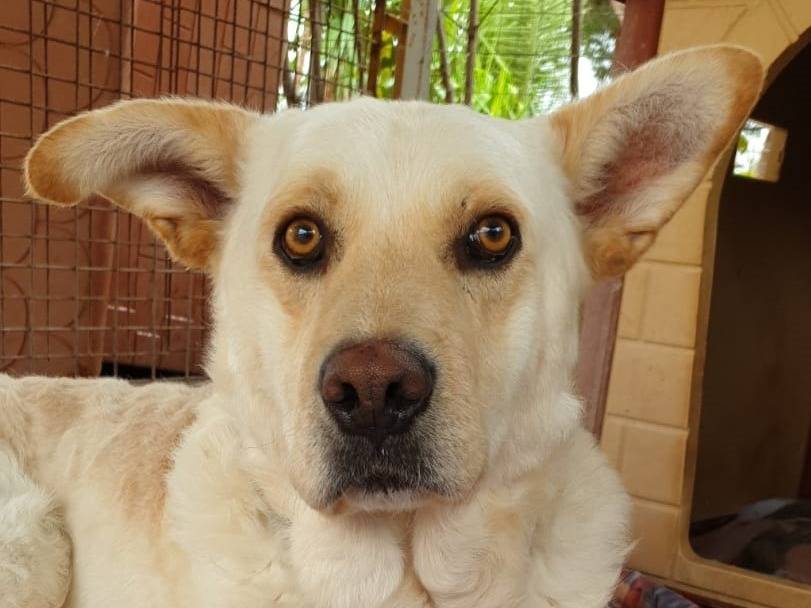 Adozione cane, maschio, Razza sconosciuta Razza sconosciuta, 9 anni e 5 mesi, taglia grande, Varese