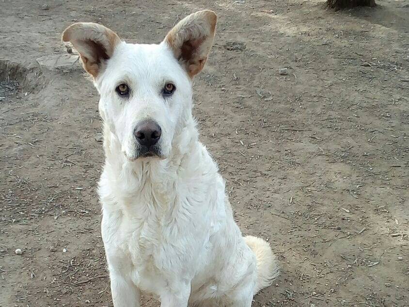 Adotta un cane, maschio, 9 anni e 5 mesi, Varese