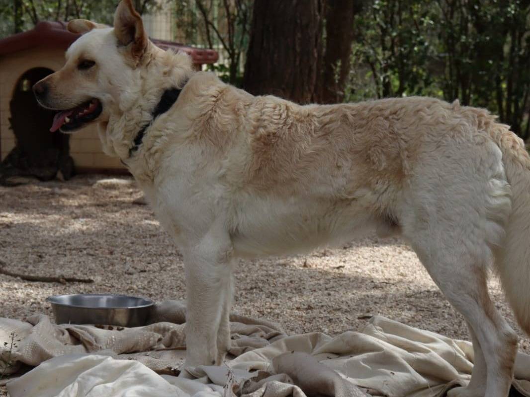 Vuoi adottare un cane a Varese?