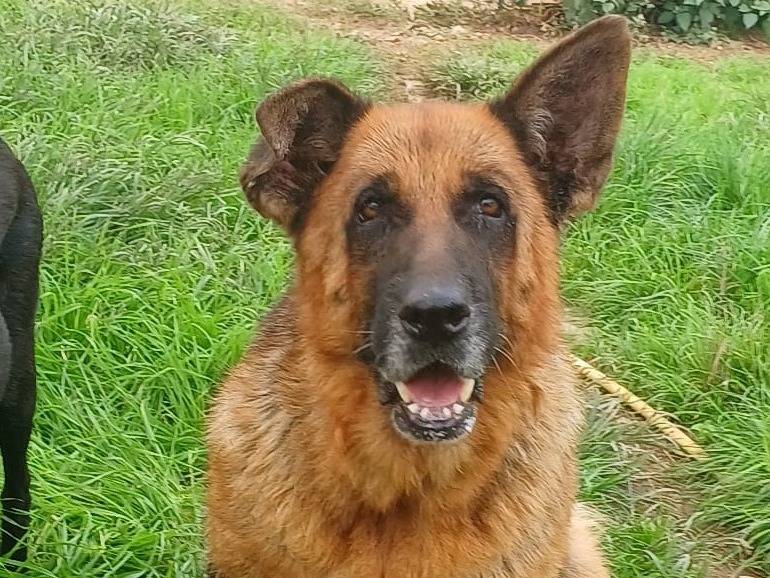 Adozione cane, femmina, Razza sconosciuta Razza sconosciuta, 6 anni e 8 mesi, taglia grande, Mantova