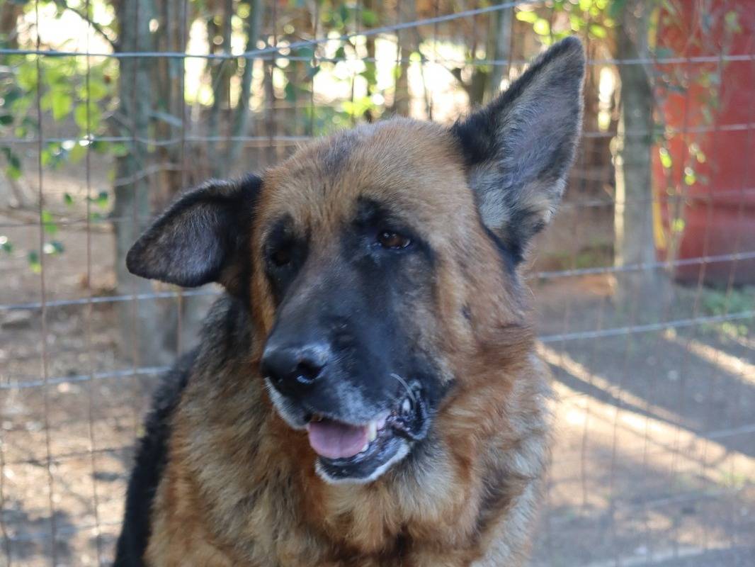 Adotta il cane Graziella a Mantova