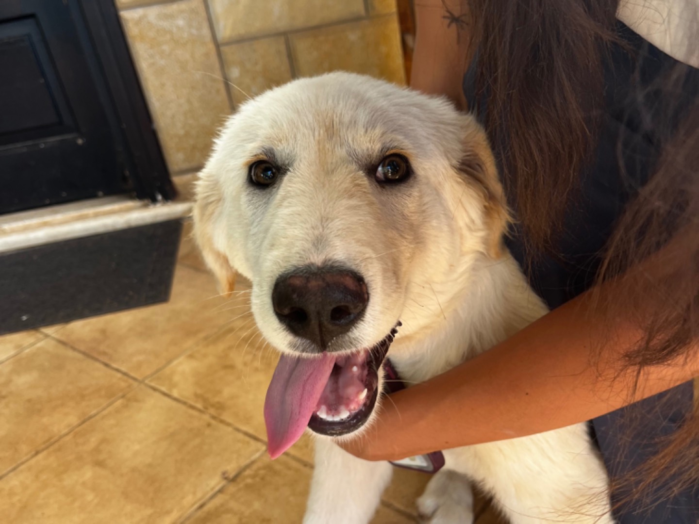 Adozione cane, maschio, Pastore maremmano Razza sconosciuta, 4 mesi, taglia grande, Trapani