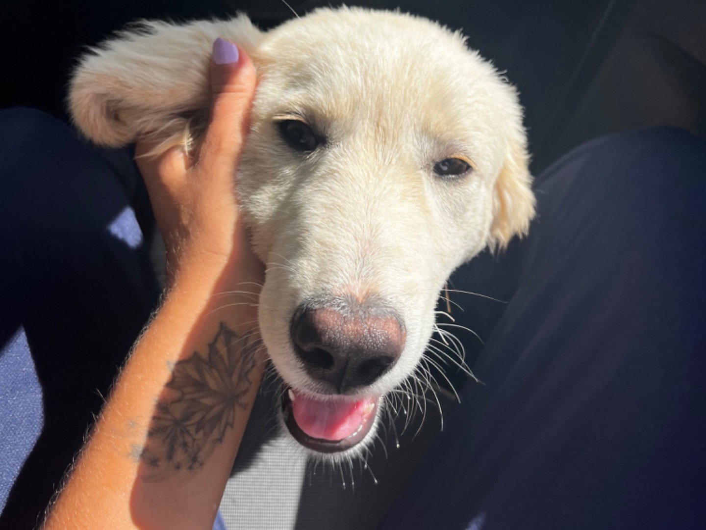 Adotta un cane, maschio, 4 mesi, Trapani