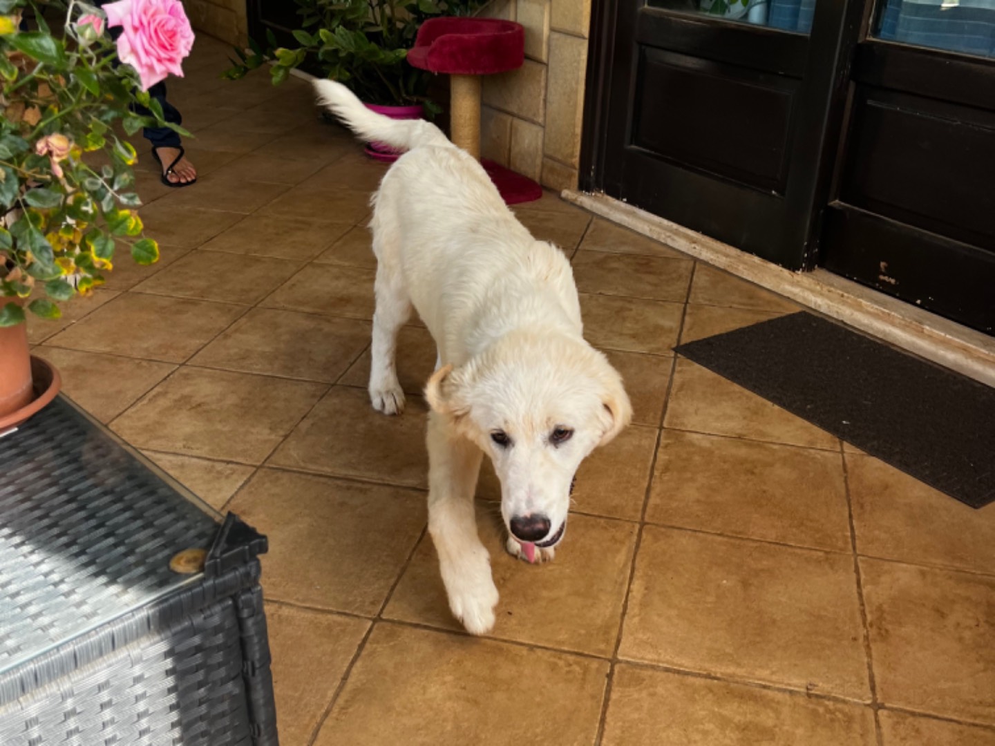 Vuoi adottare un cane a Trapani?