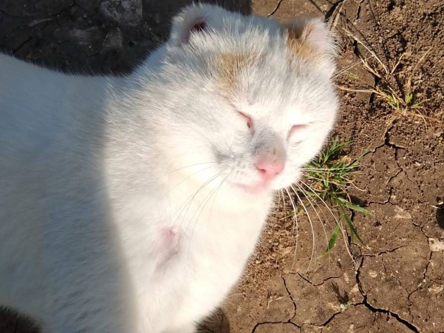 Vuoi adottare un gatto a Torino?